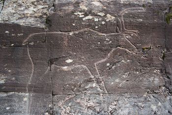 Bøla-reinen er en ca. 6000 år gammel helleristning av et reinsdyr i full størrelse. Les mer om helleristninger og veidekunst . Foto: Visit Innherred
