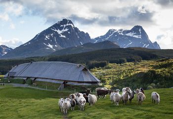 Langhuset på Borg i Lofoten rommet både fjøs, bolig og gildehall og var 700&amp;#160;kvadratmeter stort. Det var nesten like langt som Nidarosdomen er i dag og er det lengste huset fra vi­king­tid­en som er oppdaget. Bildet viser en rekonstruksjon av huset. Les mer om gården i vikingtiden . Foto: Kjell Ove Storvik/Lofotr Vikingmuseum