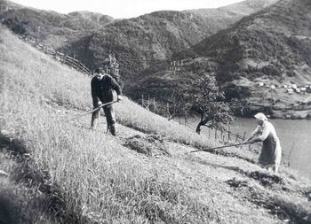 Selv om enkeltgårder dominerte landskapet i Norge i middelalderen, førte jordknapphet enkelte steder til dannelsen av såkalte klyngetun. Dokumentar­filmen Havretunet fra 1952 forteller om et klyngetun på Vestlandet, et gårdsbruk drevet slik det hadde blitt gjort i mange hundre år. Les mer om gårdslivet i middelalderen .&amp;#160;Foto: Sigurd Agnell/Mu­seums­senteret i Hordaland