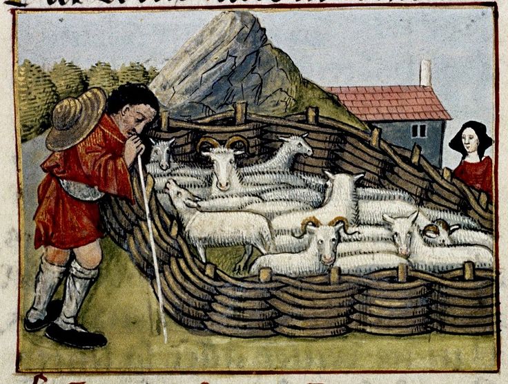 Trykk av gjeter med sau fra 1400-tallet