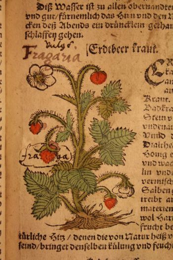 Dette er en side av en tysk legehåndbok som ble utgitt i Strassburg i 1607. Det var et slitt og godt brukt eksemplar av denne boka som ble testamentert til Oslo katedralskoles bibliotek i 1820. Boka har&amp;#160;sannsynligvis vært flittig brukt av en lege eller apoteker i Norge. Foto: Ernst Bjerke/Christiania Kathedralskoles Bibliothek