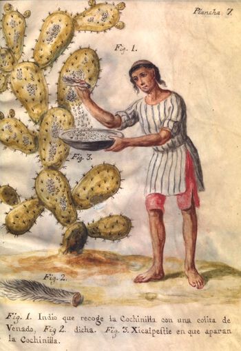 Denne plansjen fra 1777 er laget av José Antonio de Alzate y Ramírez (1737–1799) og viser hvordan kochnillelus ble høstet. Under Fig. 1. kan vi lese følgende: "Indianeren sanker kochenille med en hjortehale". Det var Ny-Spanias visekonge som bestilte plansjene fra de Alzata y Ramírez med mål om å skaffe seg mer kunnskap om lus som gav den ettertraktede rødfargen . Foto: The Newberry Library