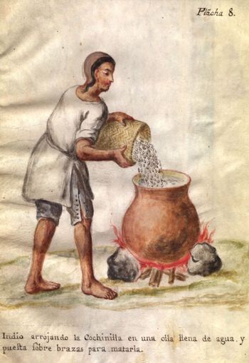 «Indianeren kaster kochenillelus i en kjele fylt med vann plassert over glødende kull for å drepe den.» Plansjen er en av mange fra publikasjonen Memoria sobre la naturaleza, cultivo, y beneficio de la grana (1777) som beskrev lusens kjennetegn, hvordan man kunne høste den og hvordan gjøre nytte av den som fargemidde l. Foto: Maria Jesús Fortes Alén/Museo de Pontevedra