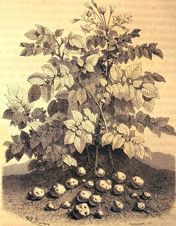 Botanisk illustrasjon av potetplanten fra rundt 1870. Selv om den hadde blitt dyrket i mindre skala siden 1750-årene noen steder i Norge, var det først på 1800-tallet poteten fikk sitt store gjennombrudd her. Gravering: N. Navellier. Gravering: N. Navellier. Foto: Fondo Antiguo de la Biblioteca de la Universidad de Sevilla/ CC BY SA