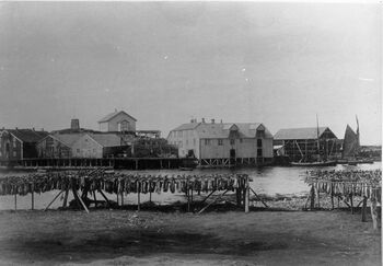 Tørrfisk til tørk i fiskeværet Henningsvær i Lofoten, 1905. Foto: Severin Worm-Petersen/ Norsk Teknisk Museum.