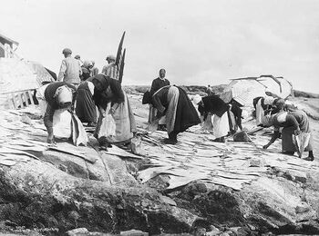 Klippfisken stables i hauger i Kristiansund august 1922. Foto: Anders Beer Wilse.