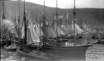 Lossing av fisk.&amp;#160;Foto: Severin Worm-Petersen/ Norsk Teknisk Museum.