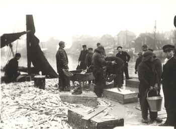 Fra midten av 1880-åra ble også fersk sild i iskasser eksportert, og helst da til Vest-Europa. Foto: Haugalandsmuseene.