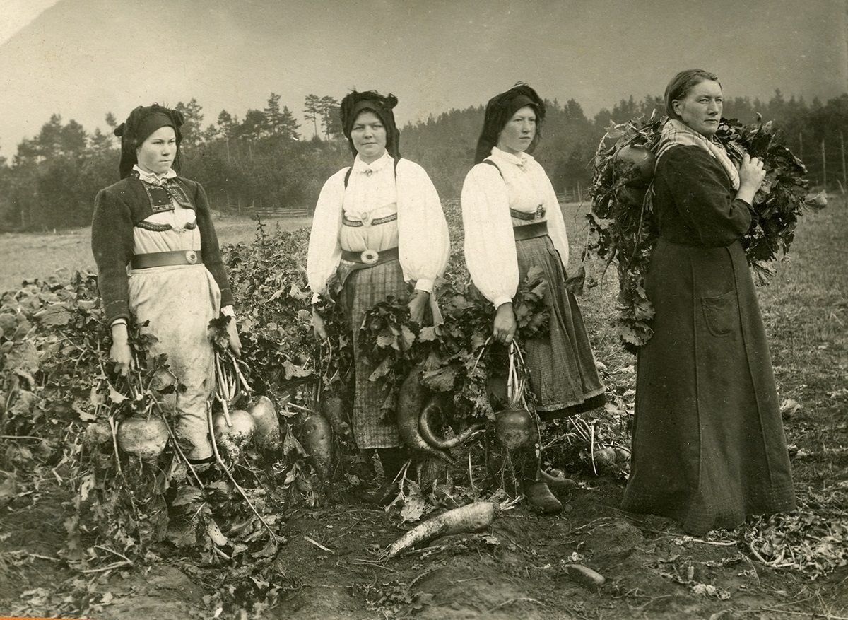 Fotografi av fire jenter i folkedrakt og skaut, i åker, i ferde med å høste.