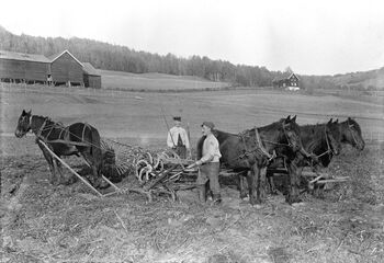 Potetonn på Brøttum i Ringsaker i Hedmark, 1906. Les mer om effektiviseringen av landbruket og «det store hamskiftet» i Norge . Foto: Domkirkeoddens fotoarkiv