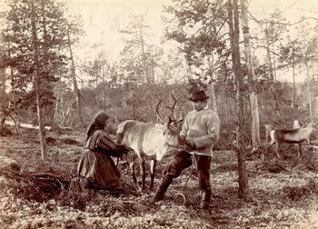 Melking av reinsdyr i Passvikdalen i Aust-Finnmark i 1890-åra. Ei stor innvandring frå Nord-Sverige og Finland i dei føregåande tretti åra førte til at dei norske styresmaktene dreiv ein meir aktiv fornorskingspolitikk i nord . Foto: Ellisif Wessel