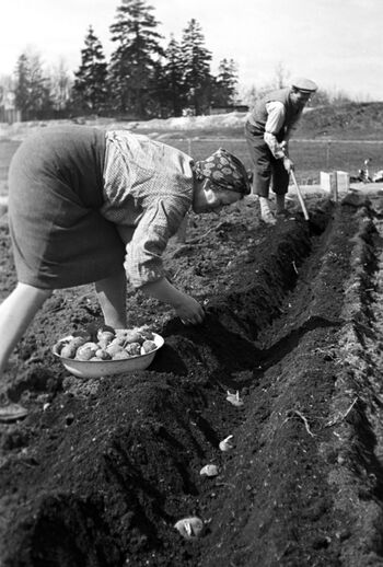 Under okkupasjonen av Norge ble rasjonering av matvarer raskt innført. Fotografiet viser potetdyrking på Tørtberg i Frognerparken i mai 1944. Les mer om kosthold og ernæring&amp;#160;under krigen .&amp;#160;Foto: NTB scanpix