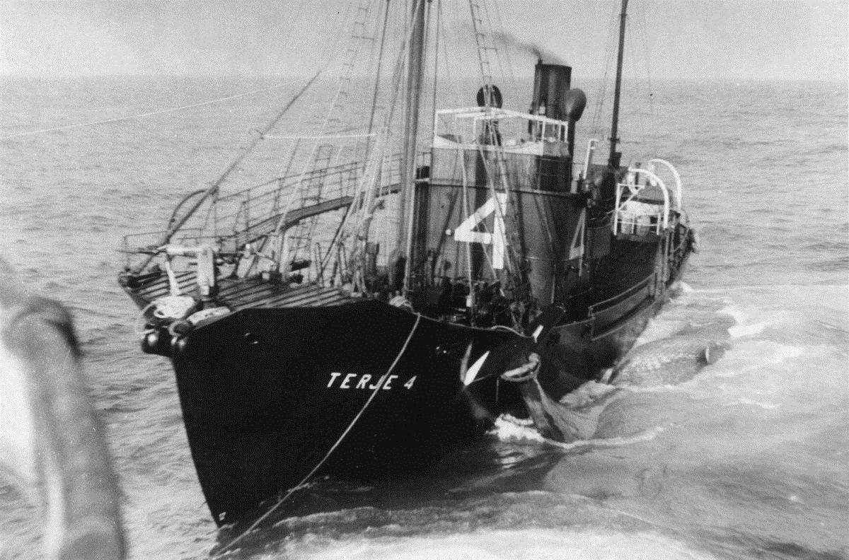 Svart-hvitt foto av hvalfangstbåt, med navn "Terje 4" i fart