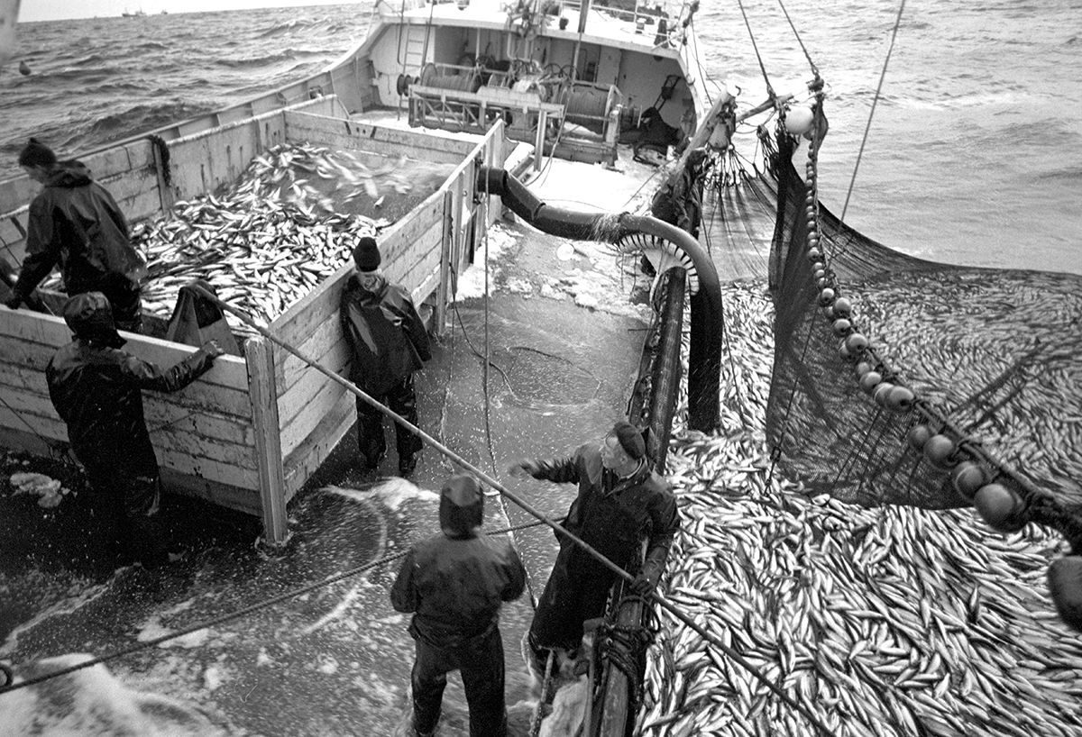 Fotografi som viser fiskere ombord på fiskebåt, i ferd med å berge en fangst: nota revnet