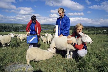 Måling av radioaktivitet i Valdres i 1988. Det radioaktive stoffet Cesium-137 har en halveringstid på 30 år, og Tsjernobyl-ulykken vil dermed fortsette å påvirke miljøet i Norge. I 2014 ble det i Valdres målt rundt 4500 becquerel per kilo sauekjøtt. Det er ikke lov å selge sauekjøtt som måler mer enn 600 becquerel. Les mer om bekymringen for globale miljøproblemer i det norske samfunnet . Foto: Jørn H. Moen/Aftenposten/NTB scanpix