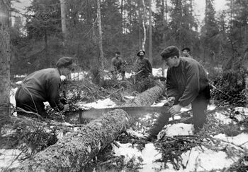 Kapping, såkalt aptering, av felt og kvistet grantre i Våler i Hedmark vinteren 1912. Foto: Støre, Hans Godtfred/ Anno Norsk Skogmuseum.
