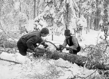 To skogsarbeidere i gang med kapping av en felt og kvistet granstamme. Bildet er tatt i nordmarka i 1902. Foto: Wilse, Anders Beer/Anno Norsk Skogmuseum.