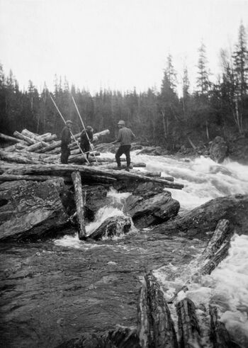 Tømmerfløting i Hattfjelldal statsskog i 1927. Tre fløtere med haker arbeider med å få stokker som har lagt seg opp på skjæret ut i strømmen igjen. Foto: Otto Bugge/ Anno Norsk Skogmuseum.