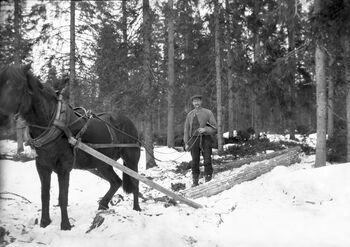 Tømmerkjøring med hest i 1912. Støre, Hans Godtfred /Anno Norsk Skogmuseum.