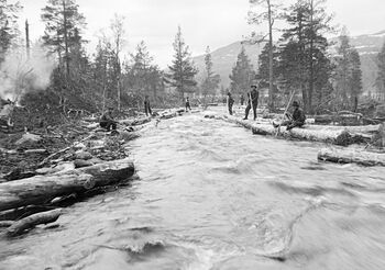 Tømmerfløting i Elgåa i Engerdal omkring 1910. Foto: Støre, Hans Godtfred / Anno Norsk Skogmuseum.